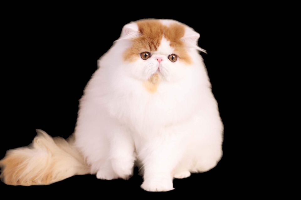 Dynamite sort bagrund