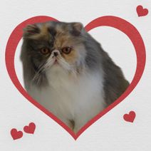 Ghita