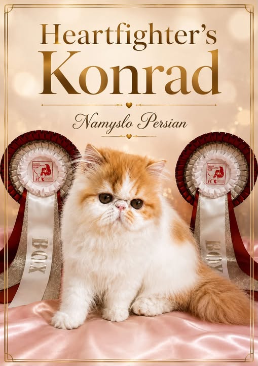 Konrad august 2026 Darak show 2 x V`BOX