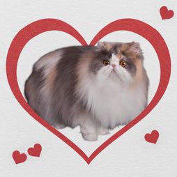 Wictoria