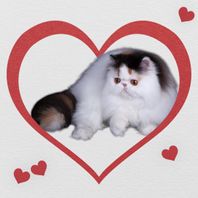 Wilma