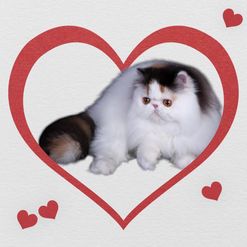 Wilma