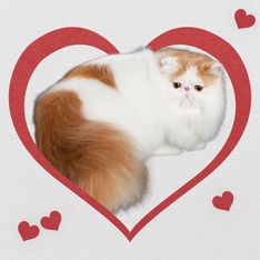 cæsar
