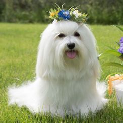 Pixie firar midsommar
