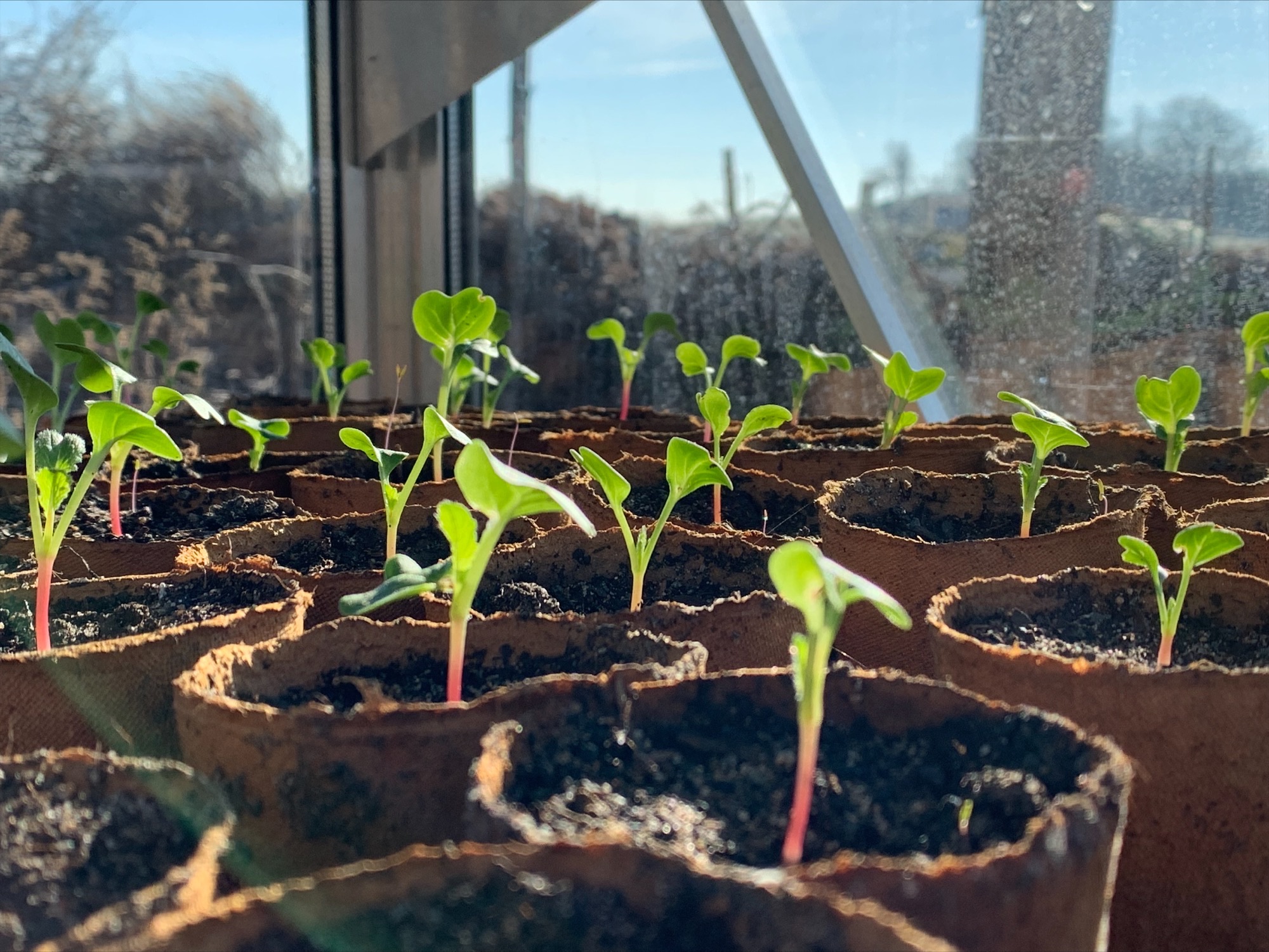 Anzucht der Pflanzen