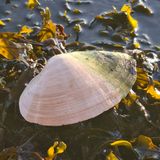 Muslinger (Bløddyr): 152 arter i DK. Her en sandmusling fra Kolding. 