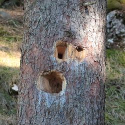 Schwarzspecht
