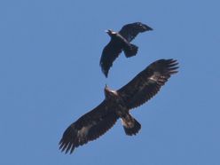 Steinadler und Kolkrabe