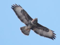 Mäusebussard