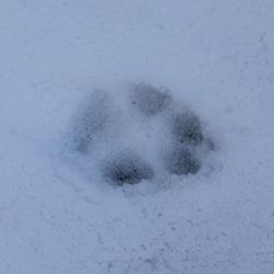 Fuchs