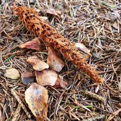 Eichhörnchen