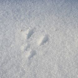 Eichhörnchen