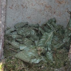 Nistkasten Siebenschläfer
