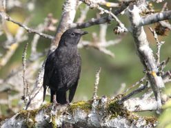 Amsel