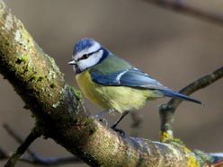 Blaumeise