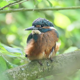 Eisvogel