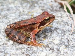 Grasfrosch