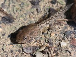 Springfroschkaulquappe