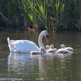 Höckerschwan 
