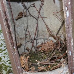 Nistkasten - Eichhörnchen