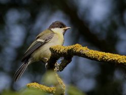 Kohlmeise Jungvogel
