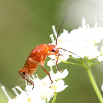 Roter Weichkäfer