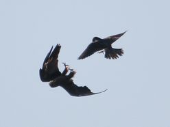 Schwarzmilan und Wanderfalke