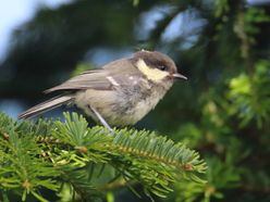 Tannenmeise Jungvogel