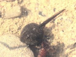 Teichfroschkaulquappe