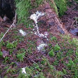 Waldkauz ?