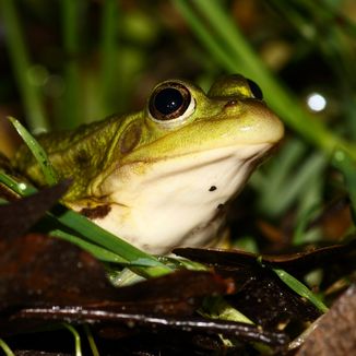 Wasserfrosch