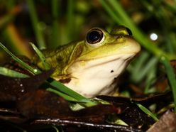 Wasserfrosch