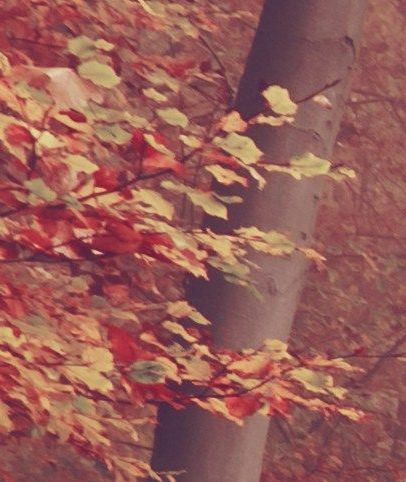 Naturterapien.dk – en hellig plads