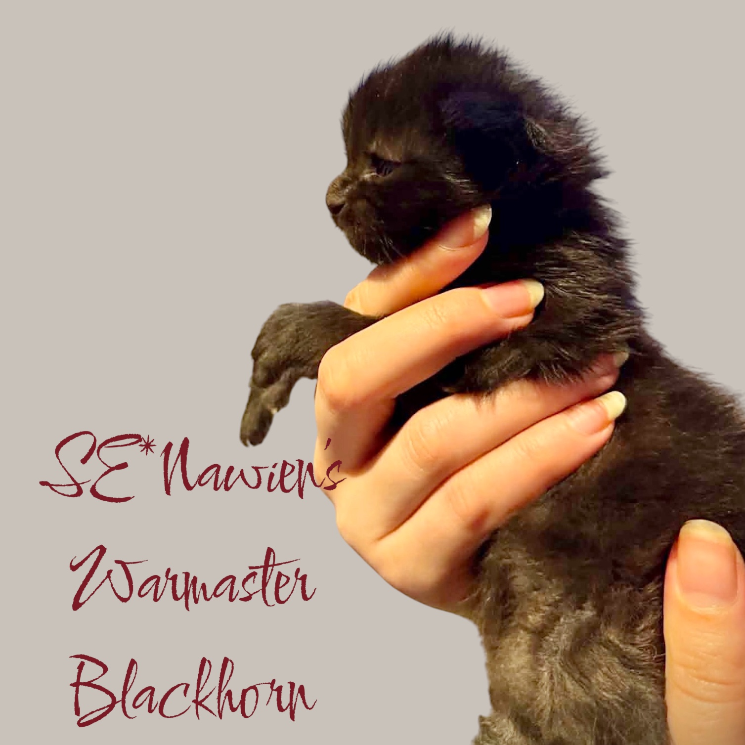 SE*Nawien's Warmaster Blackhorn