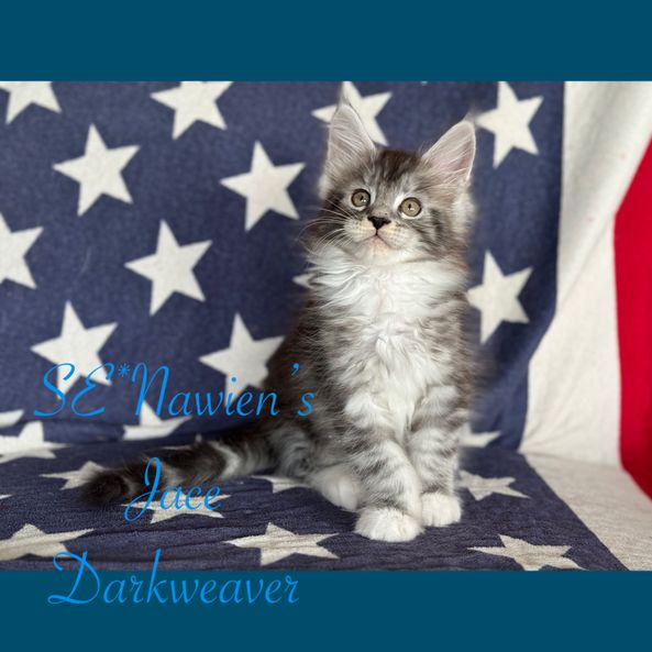 SE*Nawien's Jace Darkweaver