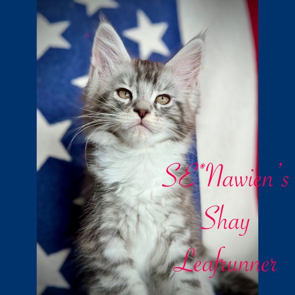 SE*Nawien's Shay Leafrunner