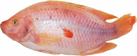 Red Tilapia
