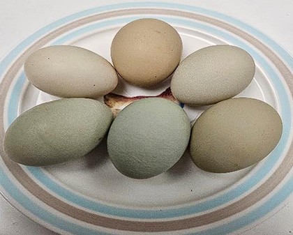Rearing Page | newforestpoultry.co.uk