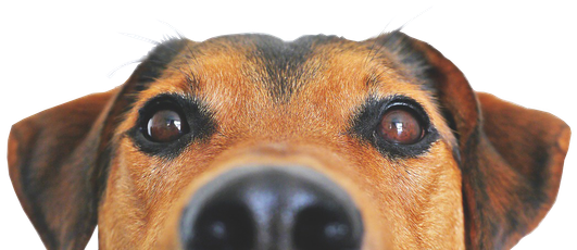 Datenschutz . HP Nicole Minke: Hund versucht über die Kante zu schauen, man sieht nur die Augen, Ohren und Nase!
