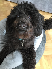 Referenzen. Nicole Minke: Hund »Bruno« liegt auf seinem Hundekissen und schaut erwartungsvoll von oben