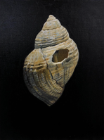 (Uden titel), 30x40 cm, olie (SOLGT)
