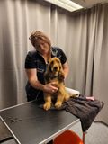 Emma Nillans Hundhälsa