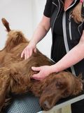 Hund_17