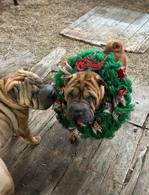 5Ellcee with wreath
