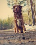 Skott