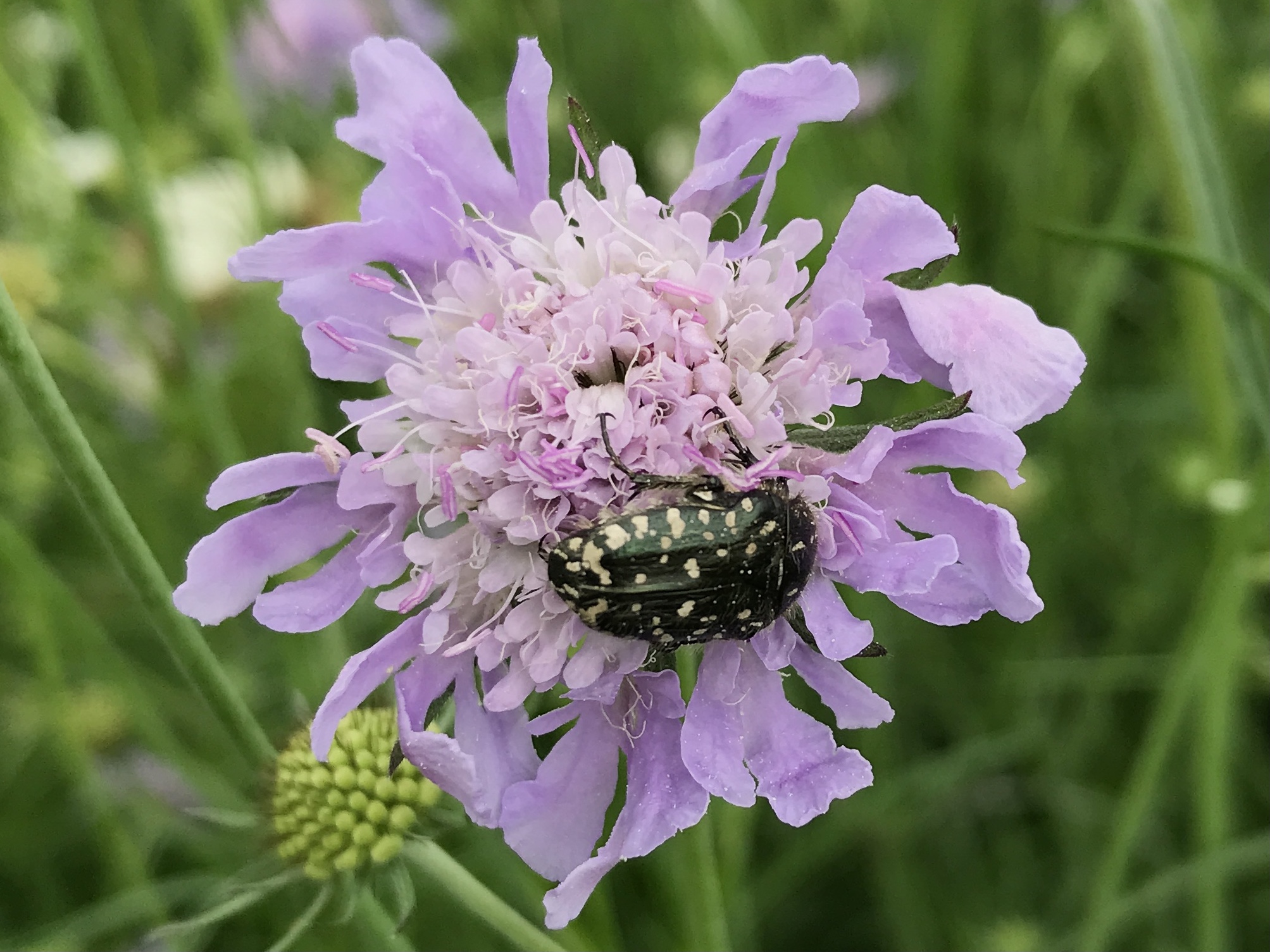 NL Bloeit! ~ Oog op de natuur
