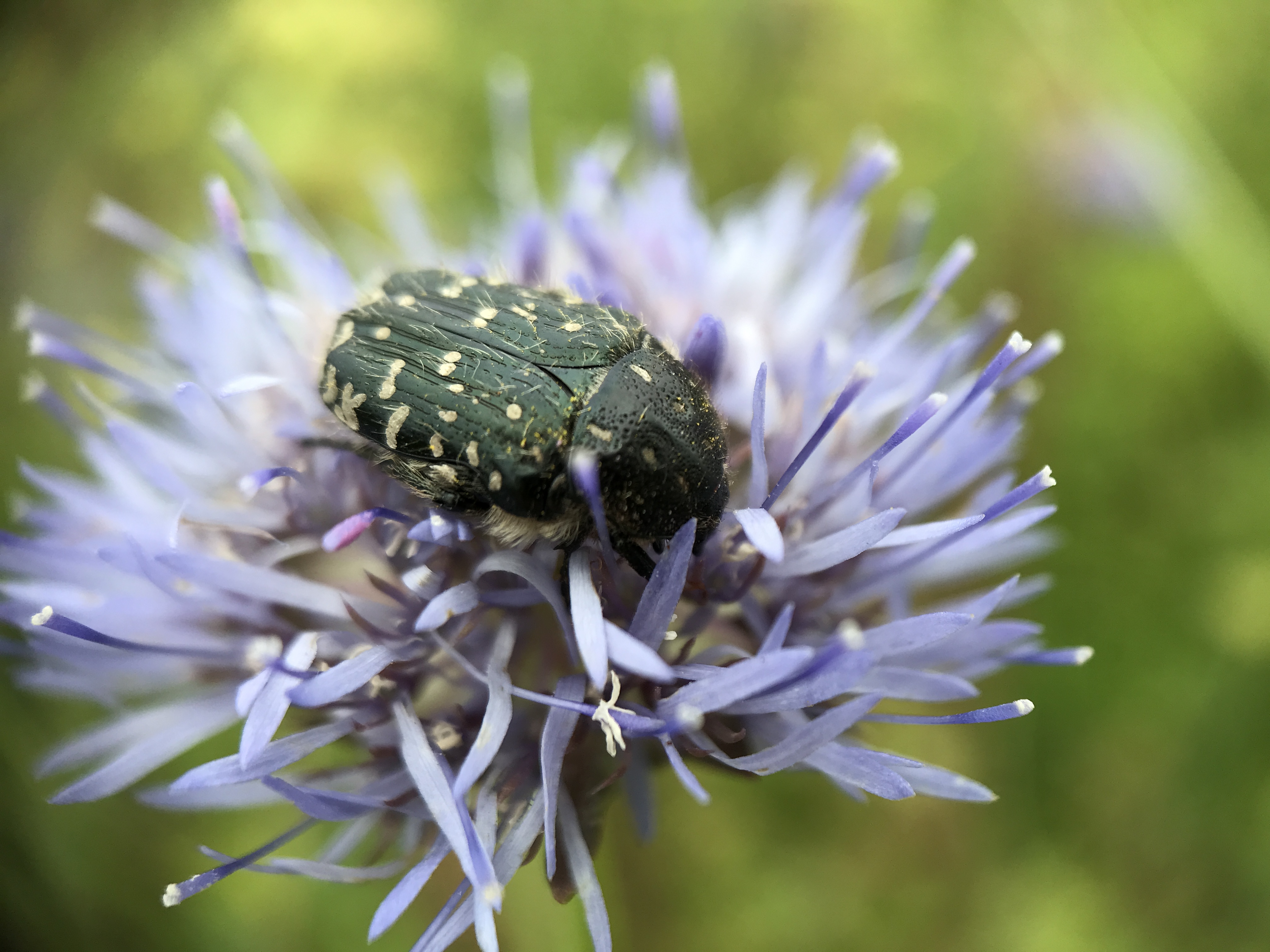 NL Bloeit! ~ Oog op de natuur