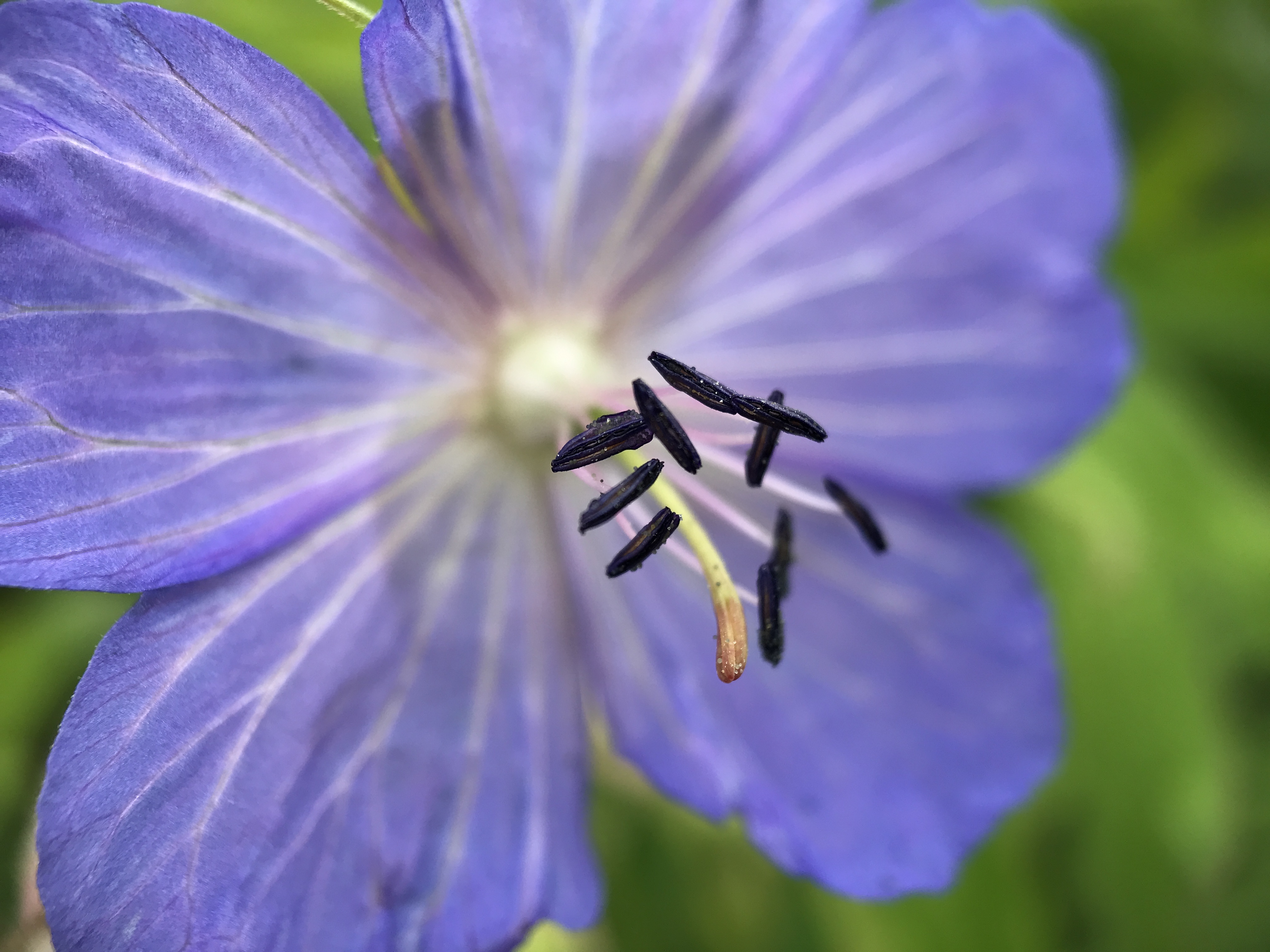 NL Bloeit! ~ Oog op de natuur