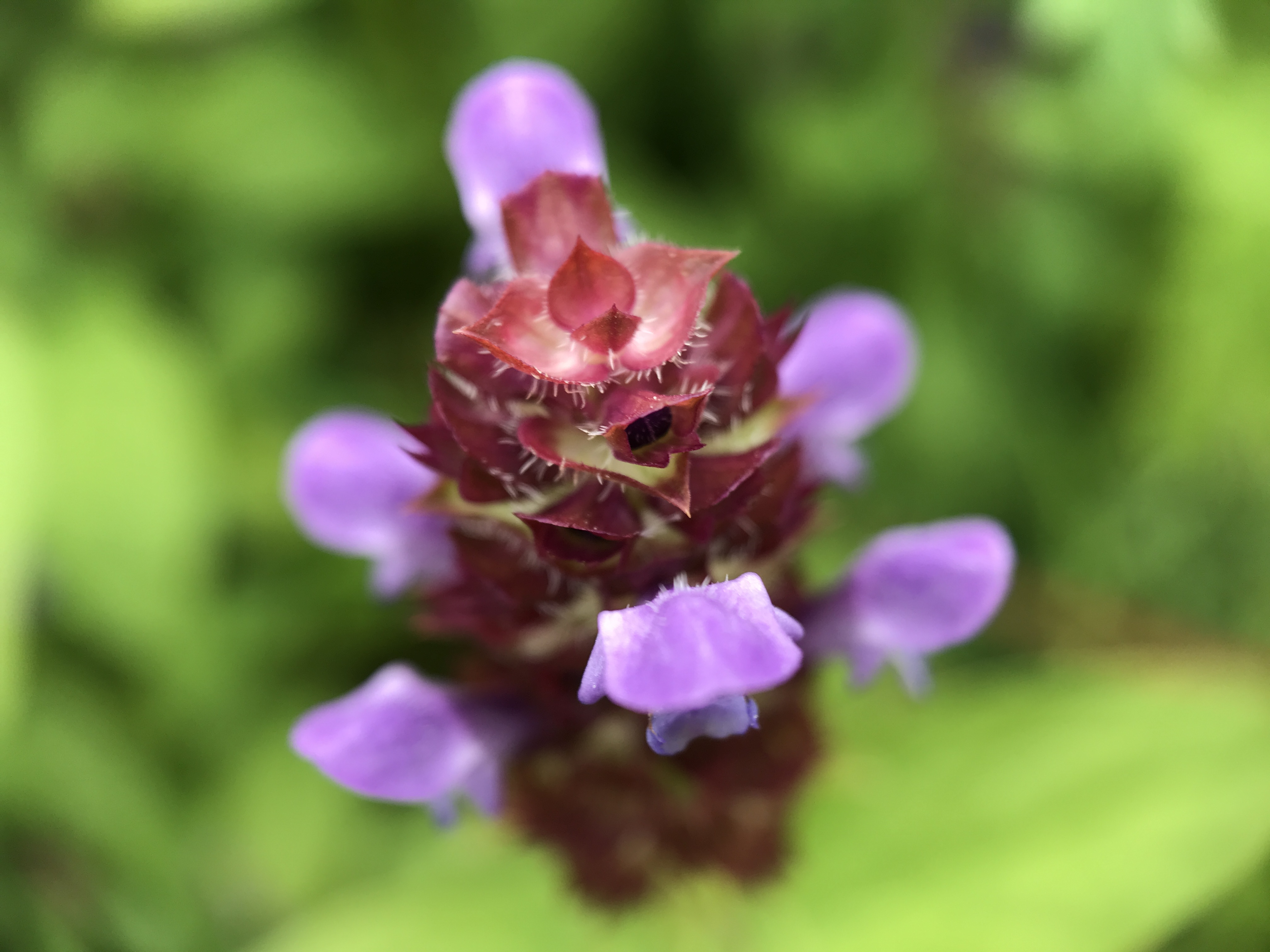 NL Bloeit! ~ Oog op de natuur