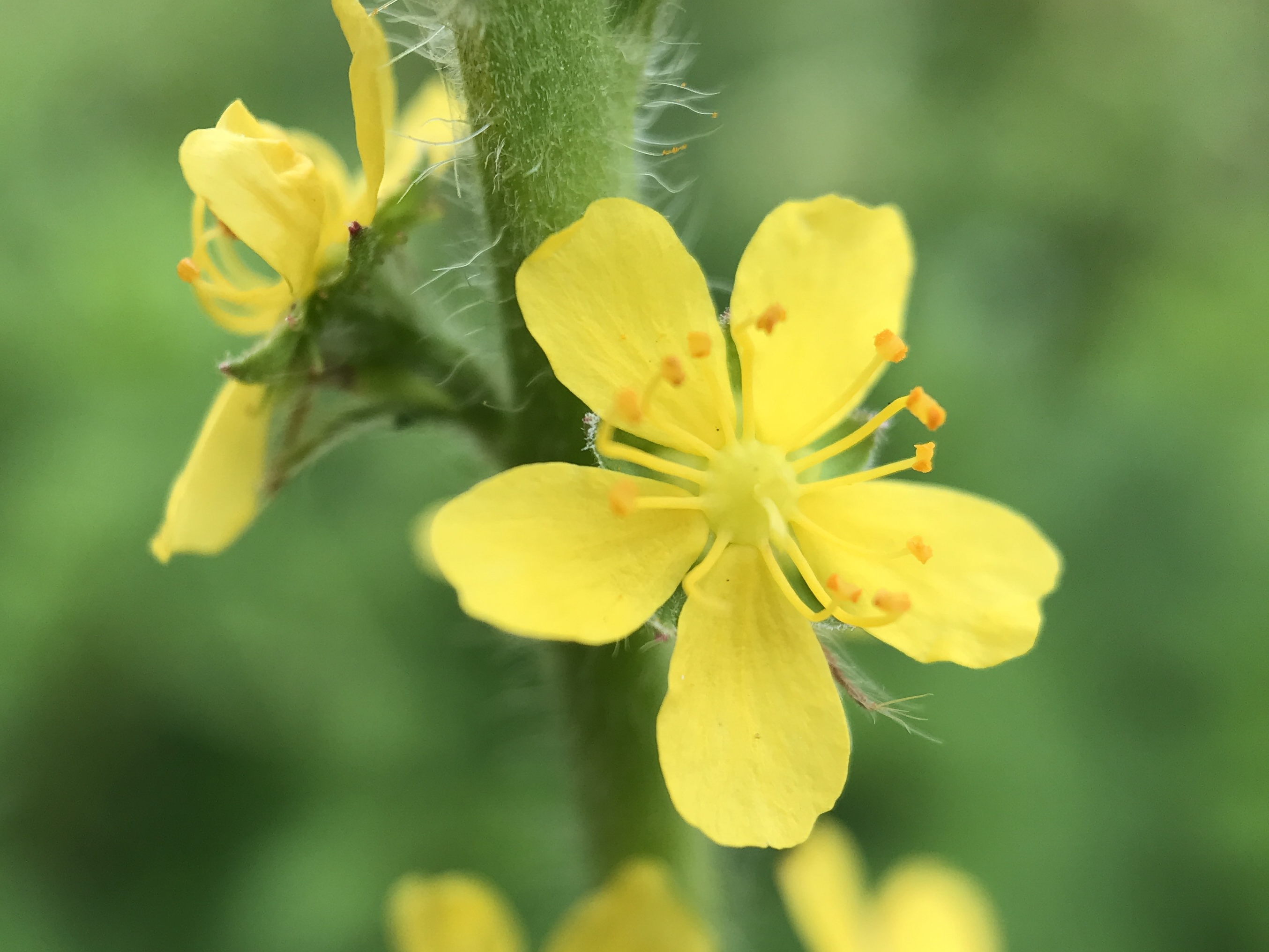 NL Bloeit! ~ Oog op de natuur